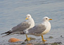 Larus canus